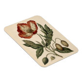 Poppy Botanische Illustratie Flexibel Magneet (Rechterzijde)