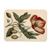 Poppy Botanische Illustratie Flexibel Magneet (Horizontaal)