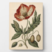 Poppy Botanische Illustratie Fotoplaat (voorkant)