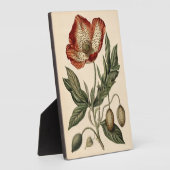 Poppy Botanische Illustratie Fotoplaat (Zijkant)