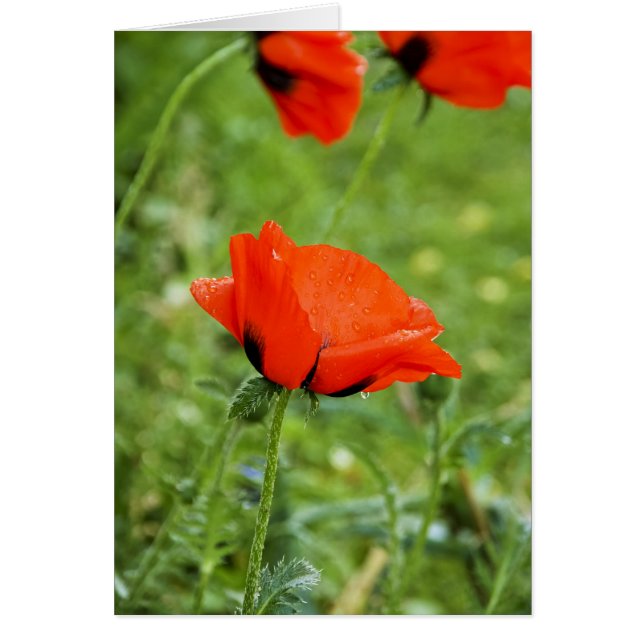 Poppy Card (Voorkant)