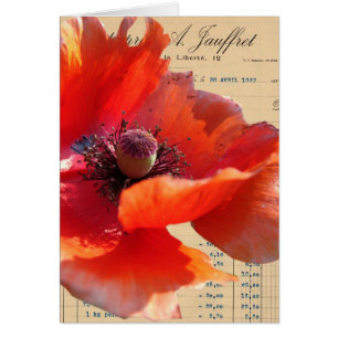 Poppy en Ephemera Digital Art