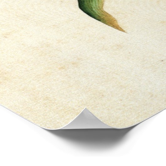 Poppy en vlinderbloem Fine Art Poster (Hoek)