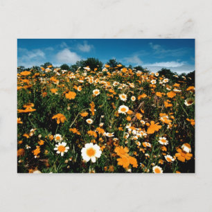 Poppy Festival California Briefkaart