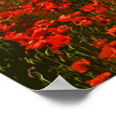 POPPY FIELD 3 POSTER (Hoek)