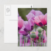 Poppy Field Briefkaart (Voorkant / Achterkant)