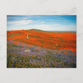 Poppy Field Briefkaart