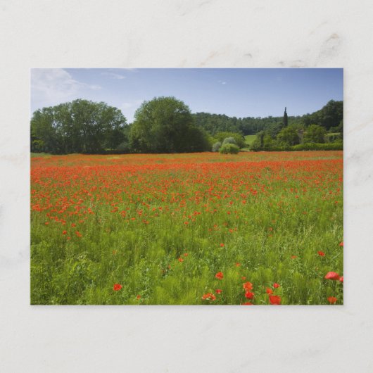 Poppy field, Chiusi, Italië Briefkaart (Voorkant)