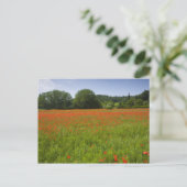 Poppy field, Chiusi, Italië Briefkaart (Staand voorkant)