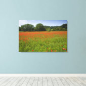 Poppy field, Chiusi, Italië Canvas Afdruk (Insitu (Houten vloer))