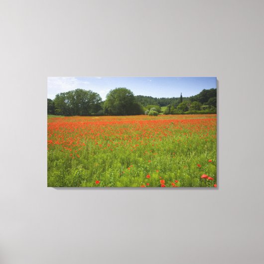 Poppy field, Chiusi, Italië Canvas Afdruk (Voorkant)