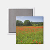 Poppy field, Chiusi, Italië Magneet (Voorkant / Achterkant)