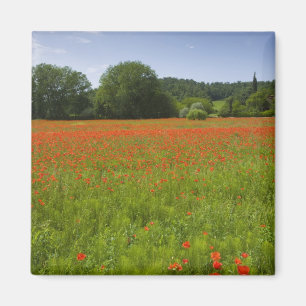Poppy field, Chiusi, Italië Magneet