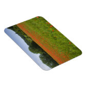 Poppy field, Chiusi, Italië Magneet (Rechterzijde)