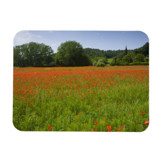 Poppy field, Chiusi, Italië Magneet (Horizontaal)