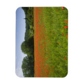 Poppy field, Chiusi, Italië Magneet (Verticaal)