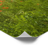 Poppy field, Chiusi, Italië Poster (Hoek)