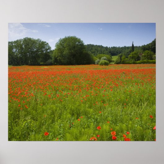 Poppy field, Chiusi, Italië Poster (Voorkant)