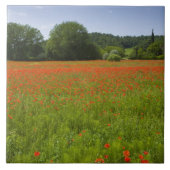 Poppy field, Chiusi, Italië Tegeltje (Voorkant)