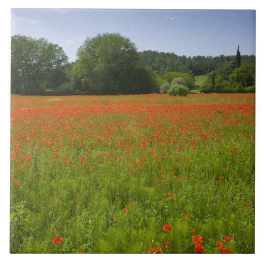 Poppy field, Chiusi, Italië Tegeltje (Voorkant)