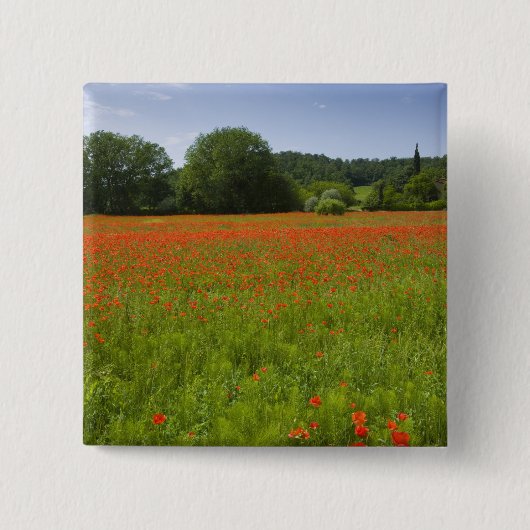 Poppy field, Chiusi, Italië Vierkante Button 5,1 Cm (Voorkant)