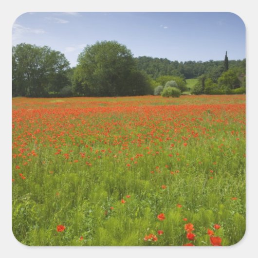 Poppy field, Chiusi, Italië Vierkante Sticker (Voorkant)