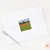 Poppy field, Chiusi, Italië Vierkante Sticker (Envelop)