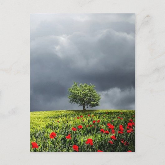 Poppy Field en Cloudy Sky Briefkaart (Voorkant)