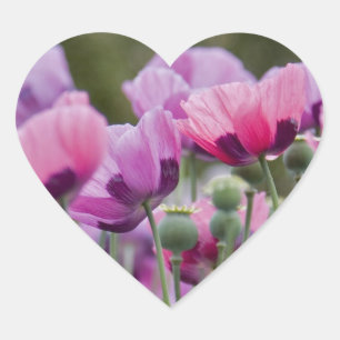 Poppy Field Heart Sticker