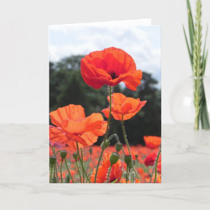 Poppy Field in Shades of Red Kaart