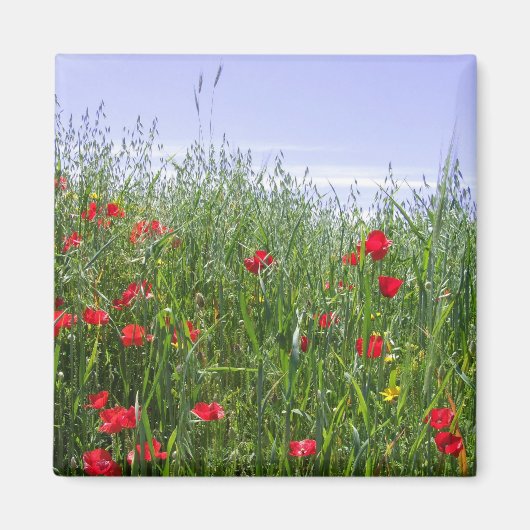 Poppy Field Magnet (Voorkant)