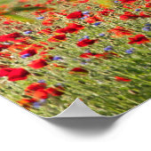 Poppy field panorama in het voorjaar poster (Hoek)