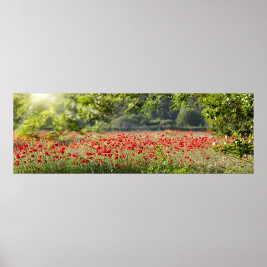 Poppy field panorama in het voorjaar poster (Voorkant)