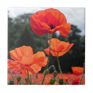 Poppy Field, Rosy Tangerine Flowers Tegeltje