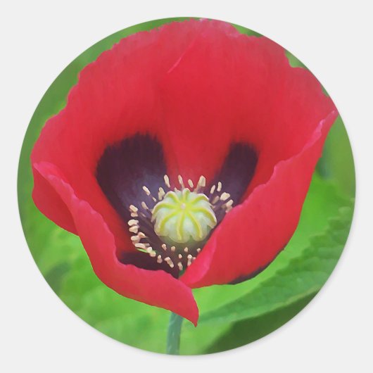 Poppy Flower Sticker (Voorkant)