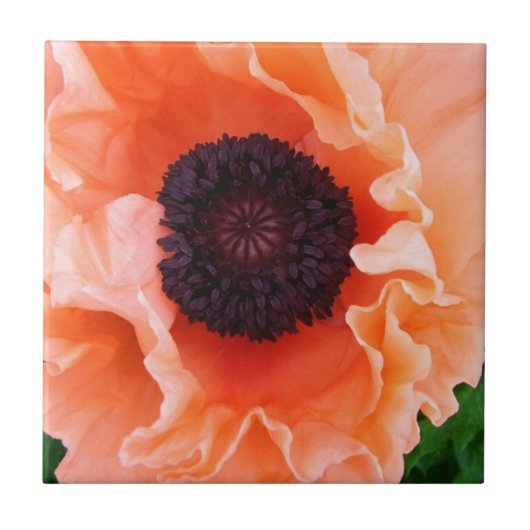 Poppy Flower Tile Tegeltje (Voorkant)