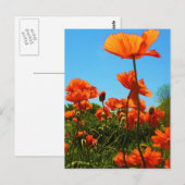 Poppy-foto Briefkaart (Voorkant / Achterkant)