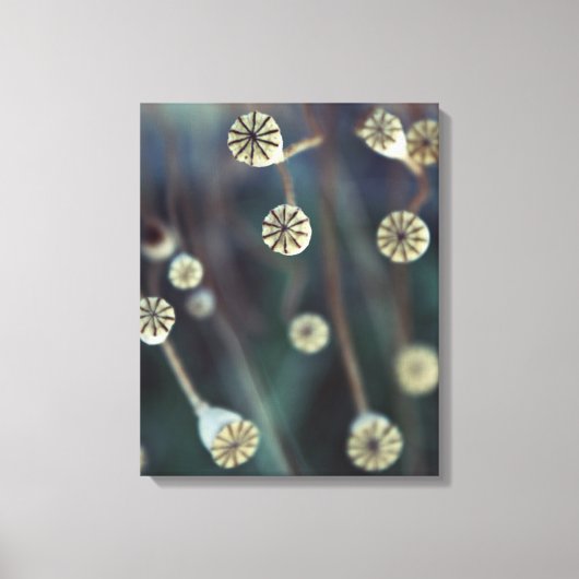 Poppy Fruit natuur Foto Canvas Afdruk (Voorkant)