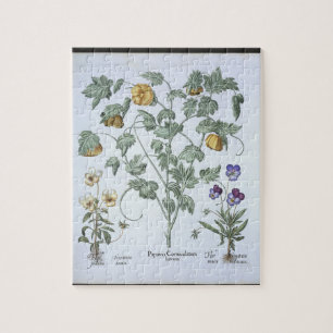 Poppy, gelooid, van de "Hortus Eystettensis" Legpuzzel