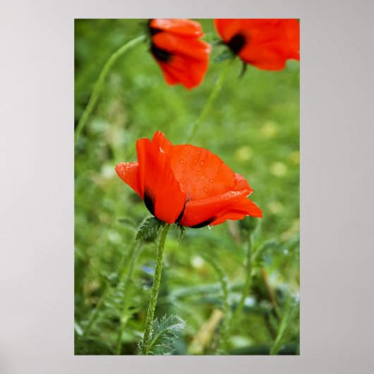 Poppy ingelijste print (Voorkant)