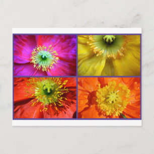 Poppy Love Fotografie Collage Briefkaart