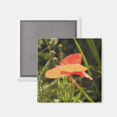 Poppy Magnet (Voorkant / Achterkant)