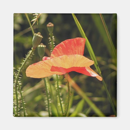 Poppy Magnet (Voorkant)