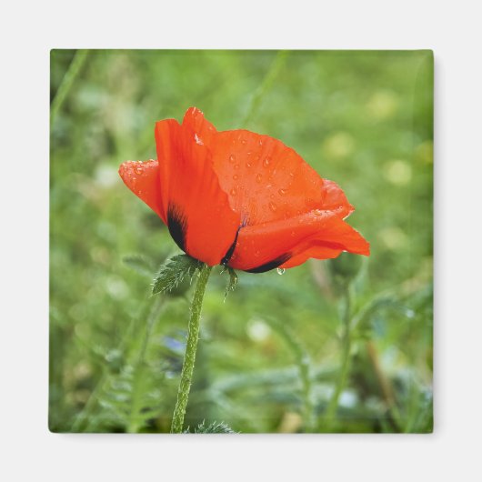 Poppy Magnet (Voorkant)