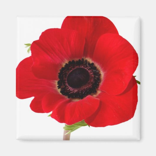 Poppy magnet (Voorkant)