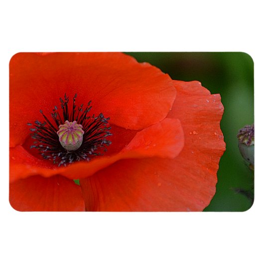 Poppy Magnet Magneet (Horizontaal)