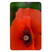 Poppy Magnet Magneet (Verticaal)