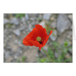 Poppy, Newgrange, Noord-Ierland
