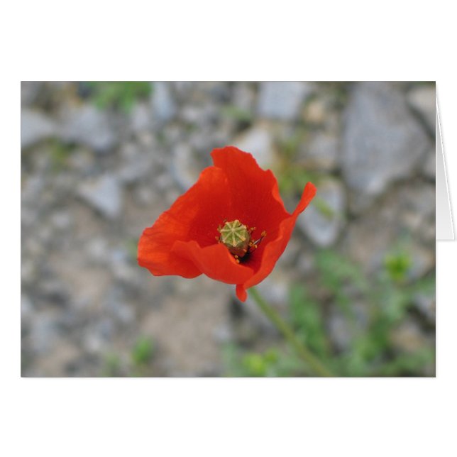 Poppy, Newgrange, Noord-Ierland (Voorkant Horizontaal)