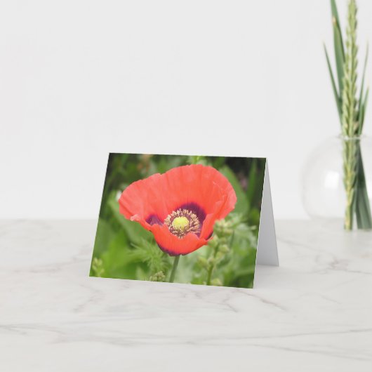 Poppy (Papaver somniferum) card Bedankkaart (Voorkant)